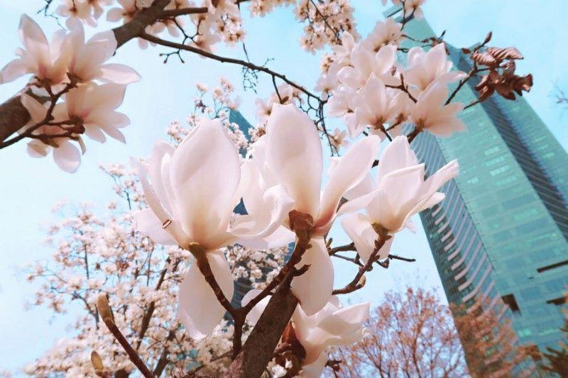 Koreans' Favorite Trending Spots In Seoul: Yeonnamdong, Seongsudong, Ikseondong, Mullaedong, Hannamdong And More! Trendiest Spots In Seoul"